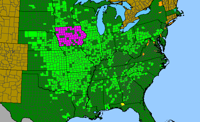 The range of Cirsium altissimum